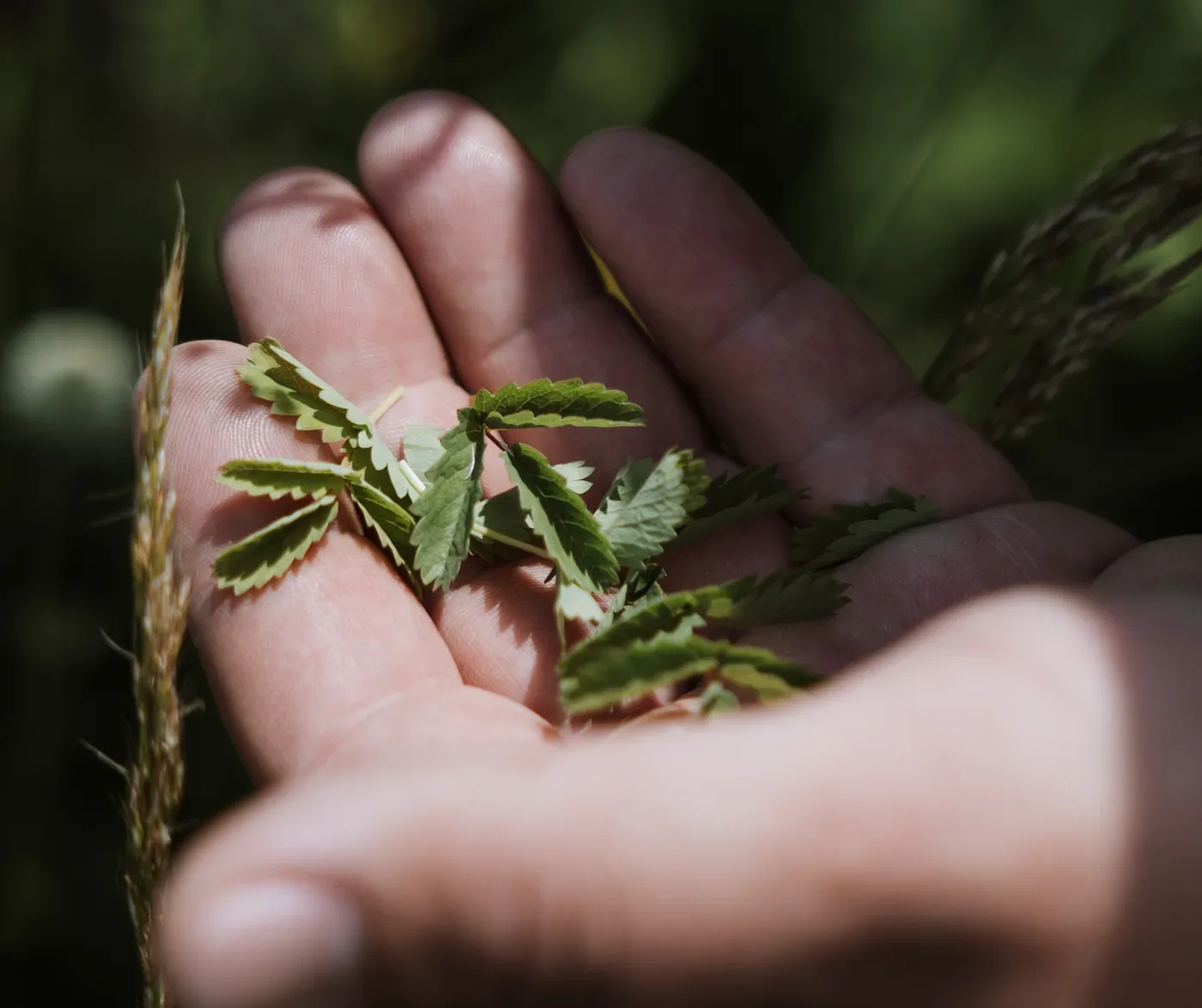 Foraging, in the palm of the hand