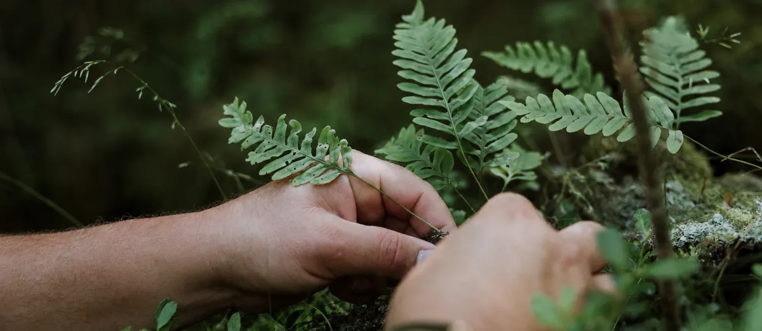 The forager's hand